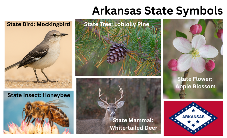 Arkansas Symbols