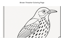 Brown Thrasher