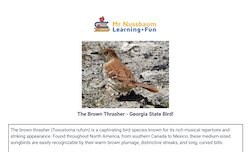 Brown Thrasher