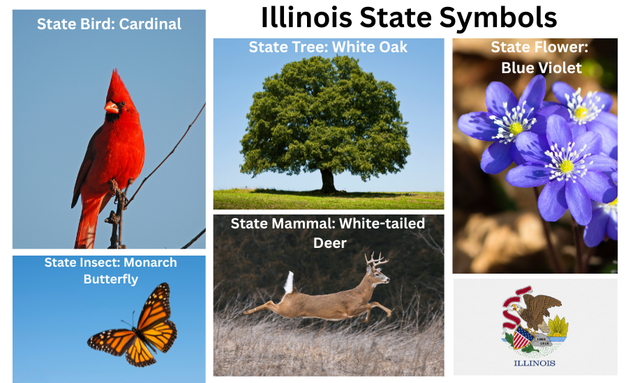 Illinois Symbols