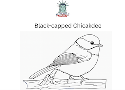 Black=capped Chickadee