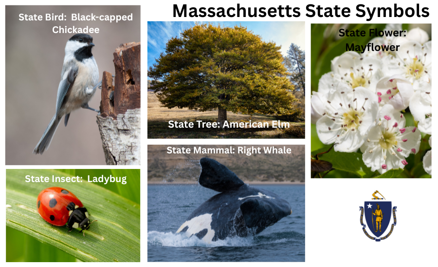 Connecticut Symbols