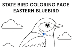 Eastern Bluebird Coloring