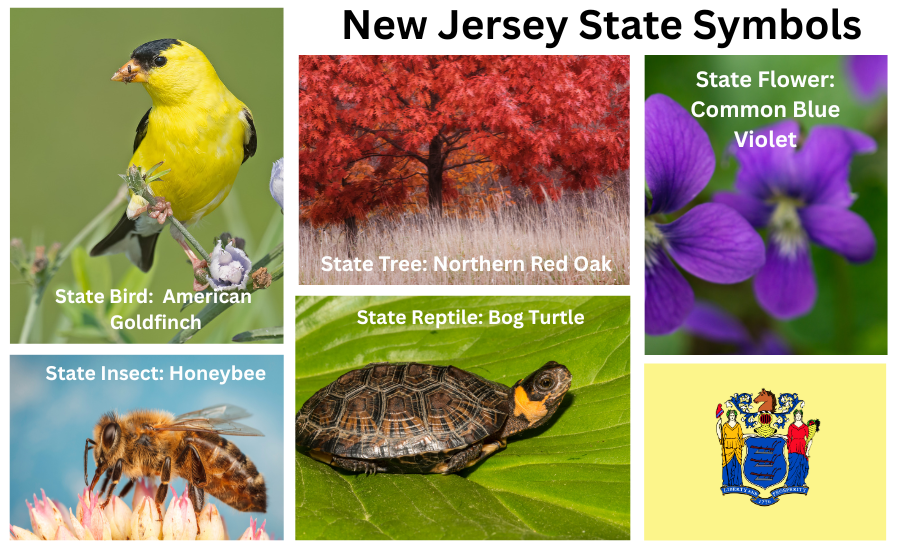 New Jersey Symbols