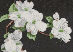 North Carolina History