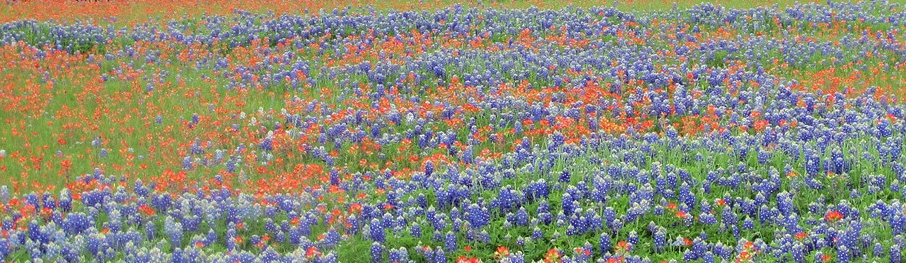 Texas Bluebonnets